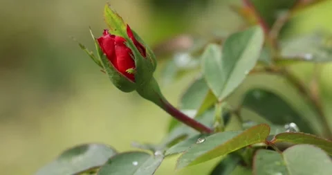 Green aphids feeding on a red rosebud in a garden Vidéo 330683452
