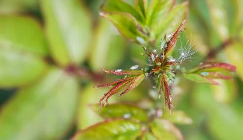 Green aphids on roses. Pests damage the plant and spread disease Stock Photos