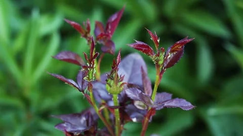 Green aphids sitting on the buds of roses	 Stock Footage 295073550
