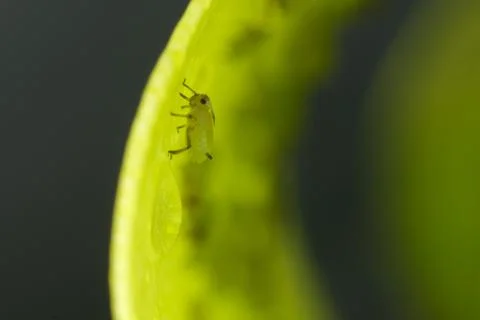 Green aphids suck the sap from a leaf. Stock Photos