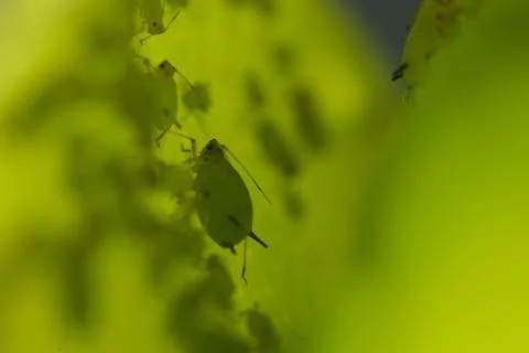 Green aphids suck the sap from a leaf. Stock Photos