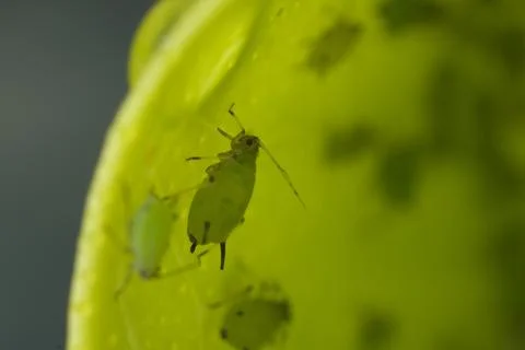 Green aphids suck the sap from a leaf. Stock Photos
