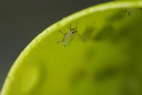 Green aphids suck the sap from a leaf. Stock Photos