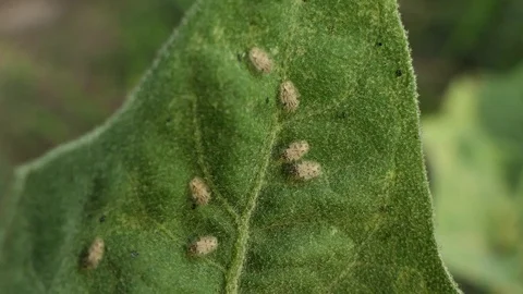 Green aphids swarm and feed on plant stem. 4k Video stock 92411368