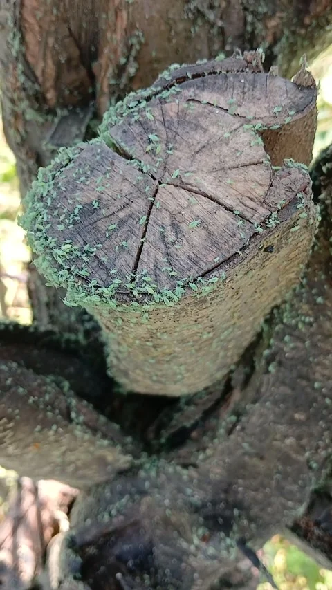 Green aphids on a tree 스톡 동영상 311056723