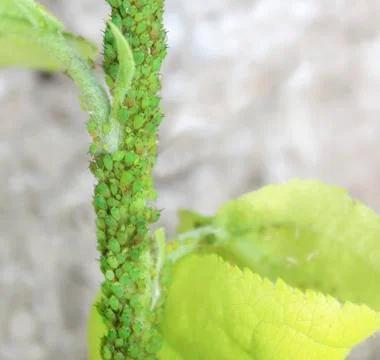 Green aphids on a tree. Stock Photos