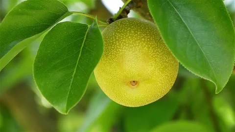 Green Apple Among The Leaves On The Tree Stock Footage 168015128