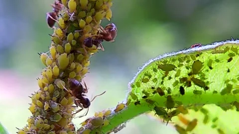 Green Apple Aphids and Ants crawling on an Apple Tree Shoot, 4K Stock Footage 340166278