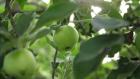 A green apple in an apple tree 動画素材 137330777