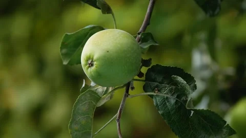 A green apple on the branch of an apple tree in the garden. Stock Footage 274430715