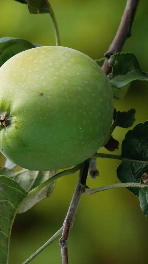 A green apple on the branch of an apple tree in the garden. Stock Footage 312142231