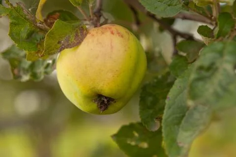 Green apple on a branch of apple tree, fresh summer harvest, close-up Stock Photos