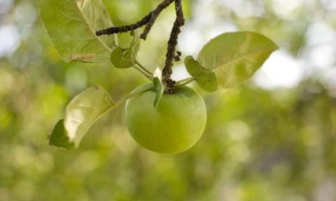 Green Apple on a Branch: Close-up of a Ripe Fruit. Stock Photos