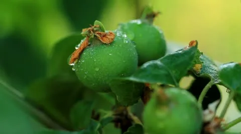 Green Apple on a branch Stock Footage 12154108