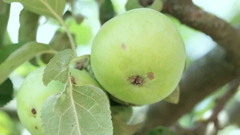 Green apple on a branch Stock Footage 78792761