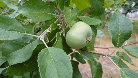 Green apple on a branch Stock Footage 91555400
