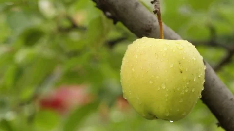 Green apple on a branch Stock Footage 95780247