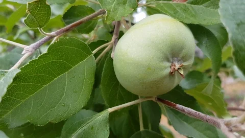 Green apple on a branch Stock Footage 103168874