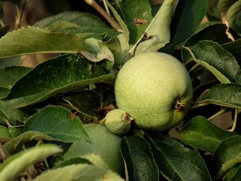 Green Apple on the Branch Stock Photos