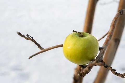 Green apple on a branch of spring tree, background white snow Stock Photos