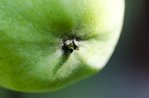 Green apple close up Stock Photos