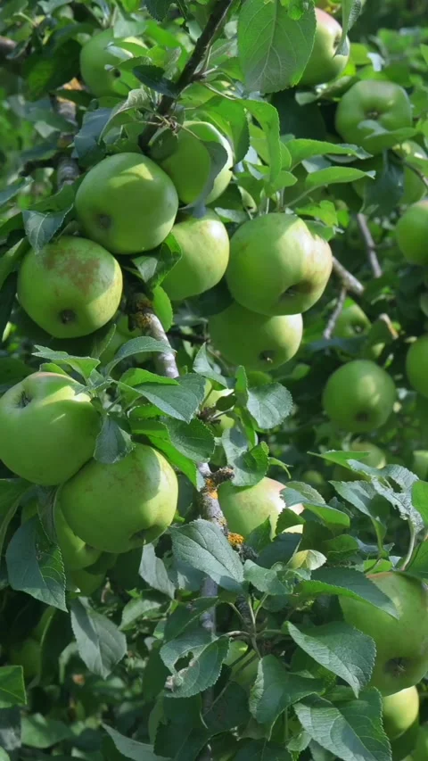 Green Apple Clusters Hanging On Wind Swayed Tree Branchesю  Vertical Video 库存影片 342054160