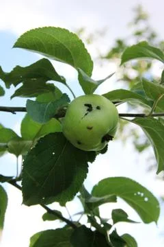 Green apple damaged by a worm Stock Photos