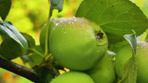 A green apple with dew drops after rain on an apple branch. Growing apples Stock Footage 246230012