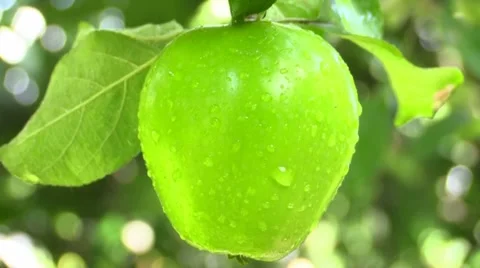 Green apple with drops after rain on tree Stock Footage 66240254