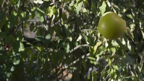 Green Apple   falls from the tree Stock Footage 116587919