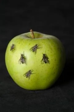 Green apple with flies Stock Photos