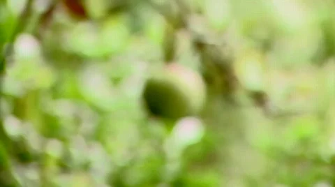 Green Apple Video stock 513257