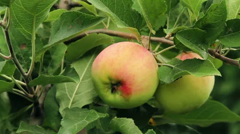 Green apple Stock Footage 24880665
