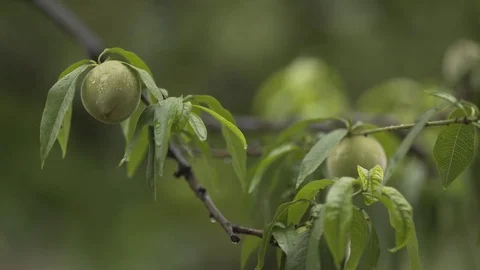 Green apple Stock Footage 78164158