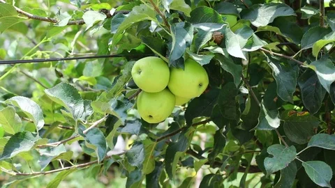 Green Apple Stockbeeldmateriaal 83959818