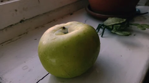 Green apple Stock Footage