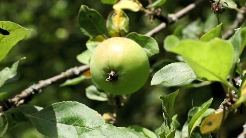 Green apple Stock Footage 135071531