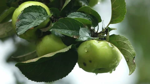 Green apple fruit on branches in rain Stock Footage 105957194