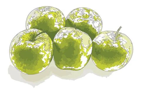 Green apple fruit Stock Illustration