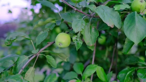 Green Apple Growing on Apple Tree in Summer Garden Video stock 344284716