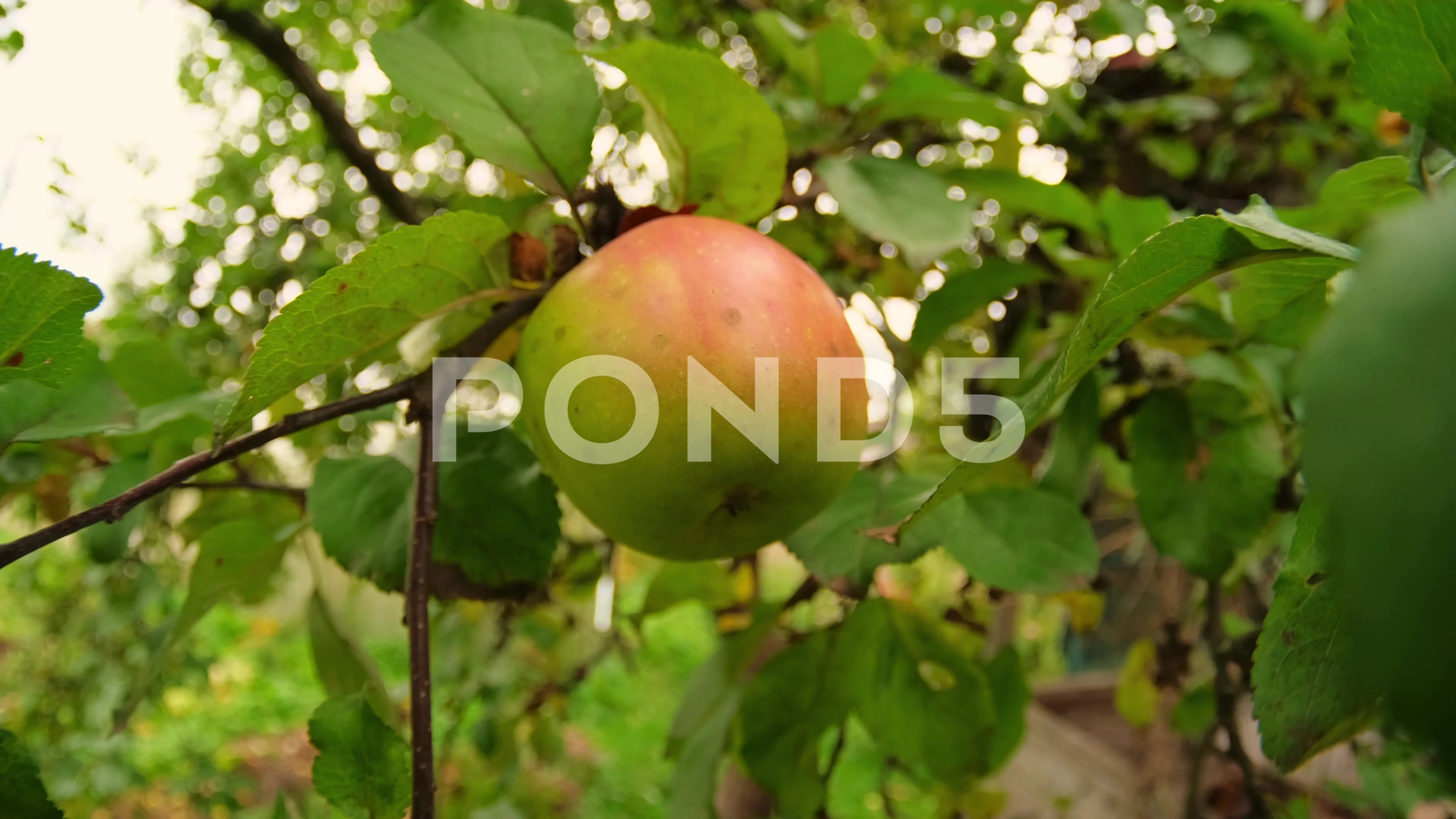 https://images.pond5.com/green-apple-growing-tree-organic-footage-218629782_prevstill.jpeg