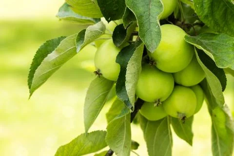 Green apple growing on a tree Stock Photos