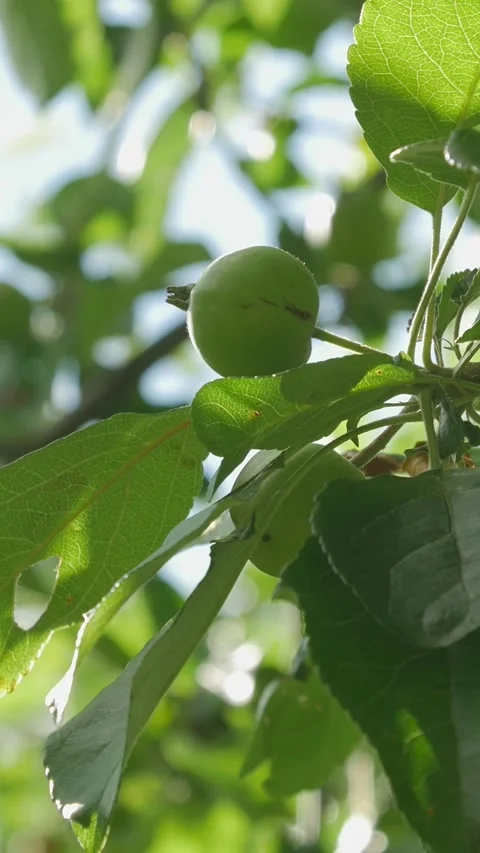 Green apple growing on tree with sunlit leaves Video stock 326169908