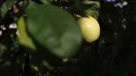 A green apple hangs on a tree branch, a ripe apple can be eaten Stock Footage 218314615