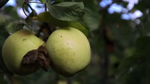 A green apple hangs on a tree branch, a ripe apple can be eaten Stock Footage 218314616