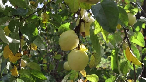 A green apple hangs on a tree branch, a ripe apple can be eaten Stock Footage 218314653