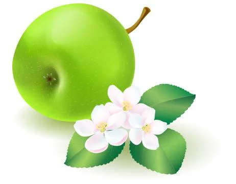 Green apple with leaf and flowers Stock Illustration
