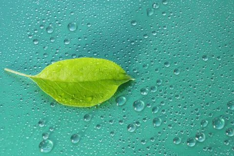 Green Apple leaf on a blue background close-up. water drop. for design Stock Photos