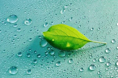Green Apple leaf on a blue background close-up. water drop. for design Foto stock