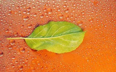 Green Apple leaf on an orange background close-up. water drop. for design Stock Photos